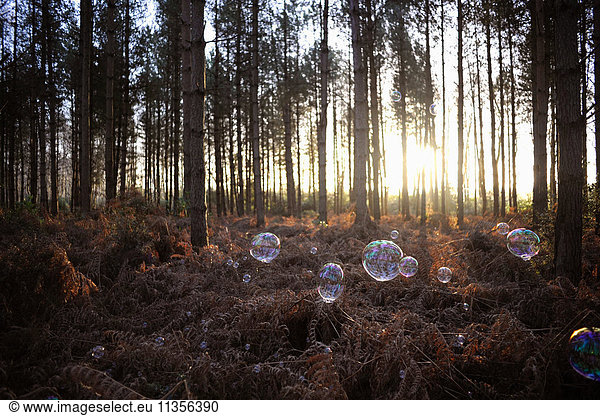 Bubbles floating in forest