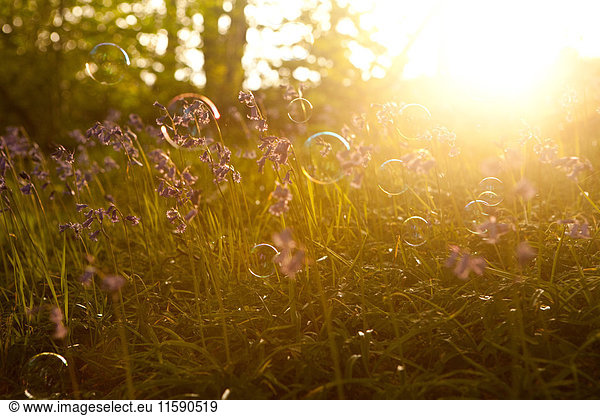 Bubbles floating in meadow