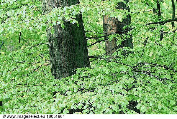 Buche (Fagus sylvatica) im Frühling  Nordrhein-Westfalen  Deutschland  Pflanzen  Buchengewächse  Fagaceae  Laubbaum  Laubbäume  Europa  Baumstamm  grün  Querformat  horizontal  Europa