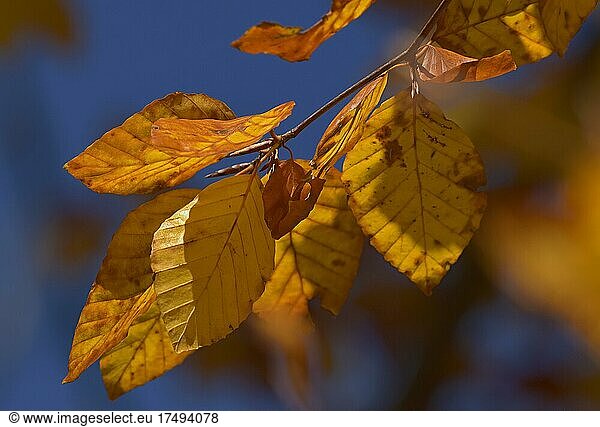 Buche (Fagus sylvatica)  Laub in Herbstfärbung  Hessen  Deutschland  Europa