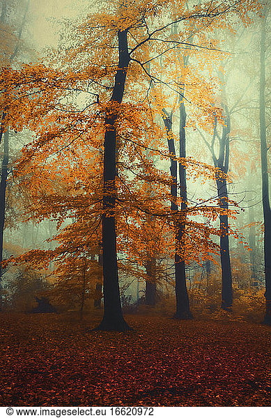 Buche im nebligen Herbstwald in der Morgendämmerung