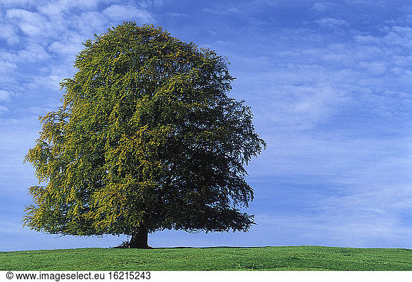 Buche in der Landschaft