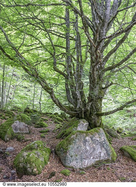 Buchen im Urwald (Fagus sylvatica) bei Laruns Aquitaine Frankreich Europa