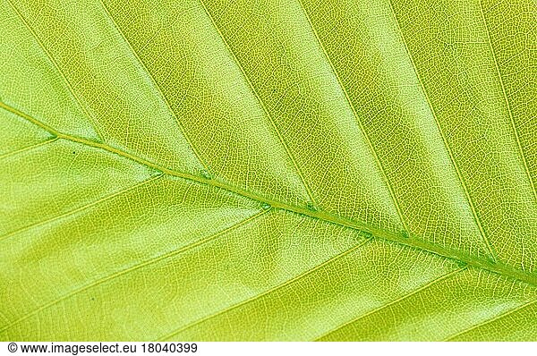 Buchenblatt  Detail (Fagus sylvatica) (Pflanzen) (Buchengewächse) (Fagaceae) (Blätter) (leaves) (Nahaufnahme) (close-up) (grün) (green) (Querformat) (horizontal) (Strukturen) (structures) (Background)