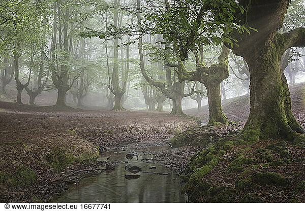 Buchennebelwald im Sommer