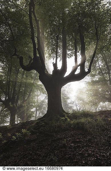Buchennebelwald im Sommer