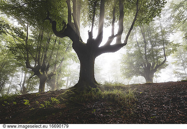 Buchennebelwald im Sommer