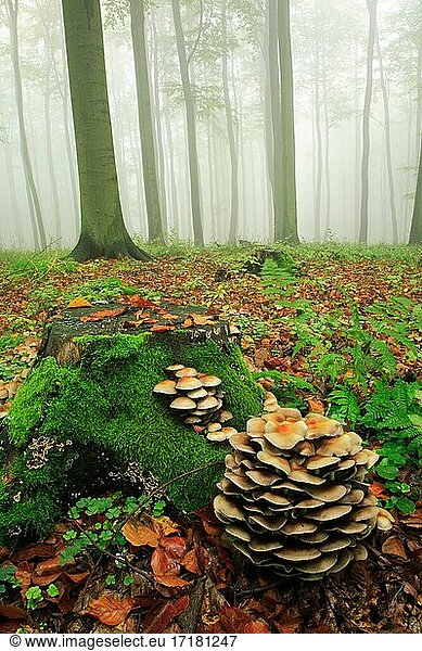 Buchenwald  dichter Nebel im beginnenden Herbst  Baumstumpf mit Moos und Pilzen  Harzvorland  bei Wippra  Sachsen-Anhalt  Deutschland  Europa