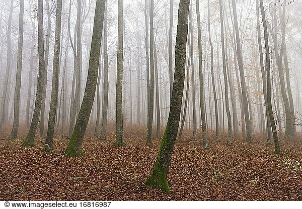 Buchenwald (Fagus sylvatica) im Spätherbst bei Nebel  Schwäbische Alb  Baden-Württemberg  Deutschland  Europa