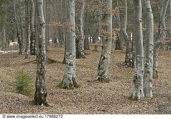 Buchenwald (Fagus sylvatica)  Tirol  Österreich  Europa