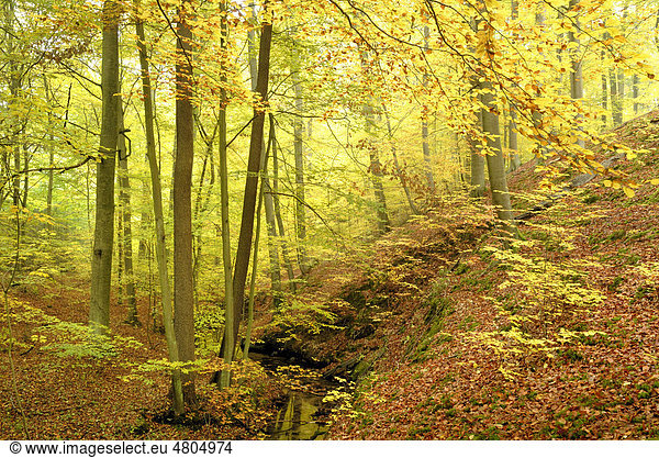 Buchenwald im Herbst im Naturschutzgebiet Nonnenfließ bei Eberswalde  Brandenburg  Deutschland  Europa