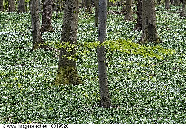 Buchenwald mit Buschwindröschen (Anemone nemorosa) im Frühling  Insel Rügen  Puttbus  Mecklenburg-Vorpommern  Deutschland  Europa