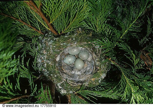 Buchfink  Buchfinken (Fringilla coelebs)  Singvögel  Tiere  Vögel  Finken  Chaffinch Nest & four eggs