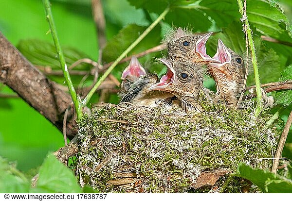 Buchfink (Fringilla coelebs) Küken mit weit geöffnetem Schnabel in ihrem Nest