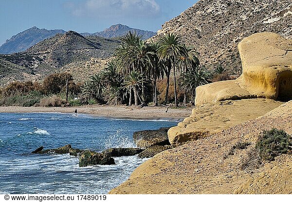 Bucht mit Palmen vor Aguilas  Sandsteinfelsen am Strand  Aguilas  Murcia  Spanien  Europa