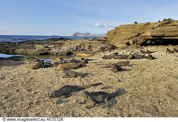 Bucht von Puerto Egas mit Meerechsen (Amblyrhynchus cristatus) im Vordergrund  Insel Santiago  Galapagos  Ecuador  Südamerika