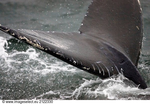 Buckelwal Tauchen in South Eastern Alaska und offenbart Fluke  USA