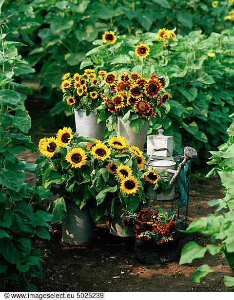 Bucket of sunflowers in domestic garden