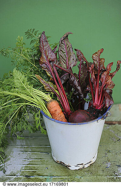 Bucket with freshly picked carrots  chard and beetroots