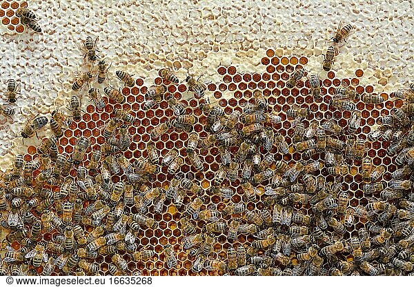 Buckfast bees feeding on chestnut honey in uncapped cells  Lacarry  La Soule  Basque Country  France