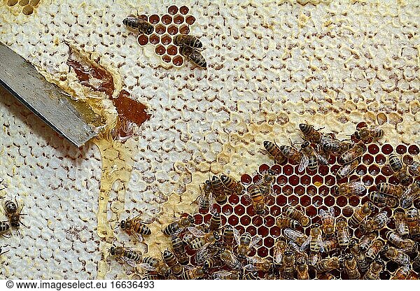 Buckfast bees feeding on chestnut honey in uncapped cells  Lacarry  La Soule  Basque Country  France