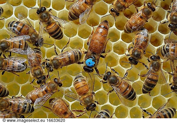 Buckfast bees: Queen laying in a cell  surrounded by workers  Lacarry  La Soule  Basque Country  France