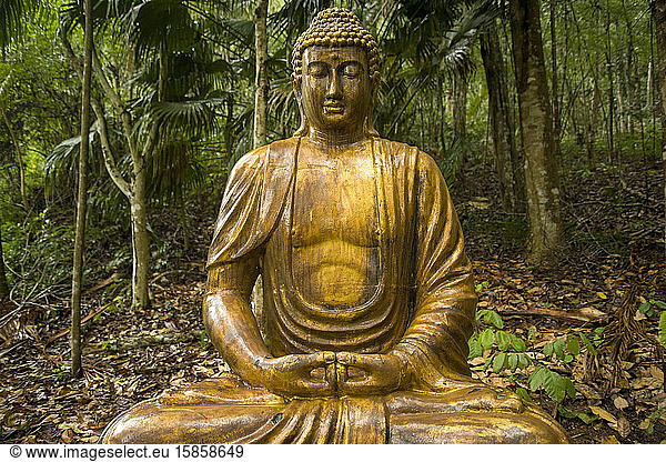 Buddha statue into the Atlantic Forest