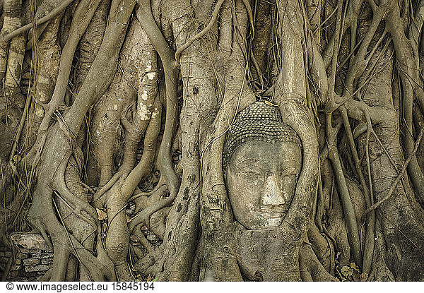 Buddhakopf eingebettet in einen Banyanbaum im Wat Mahathat