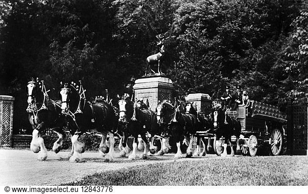 BUDWEISER CLYDESDALE TEAM. The Anheuser-Busch Brewing Company's team of Budweiser Clydesdale horses. Photograph  early or mid 20th century.