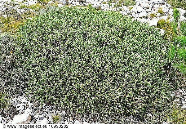 Bufalaga (Thymelaea tinctoria) is an evergreen shrub native to eastern Spain. This photo was taken in Mount Caro  Tarragona province  Catalonia  Spain.