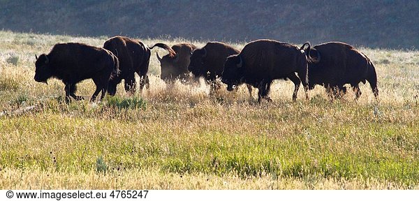 Buffalo running
