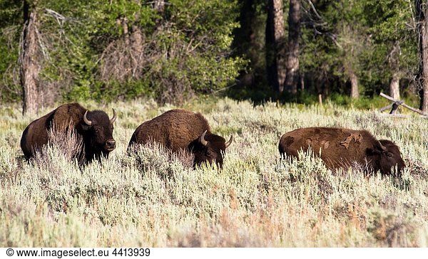 Buffalos in the field