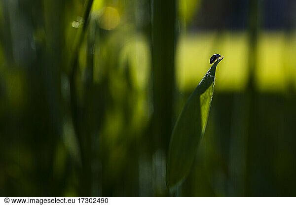 Bug Explores the Top of A Blade of Grass