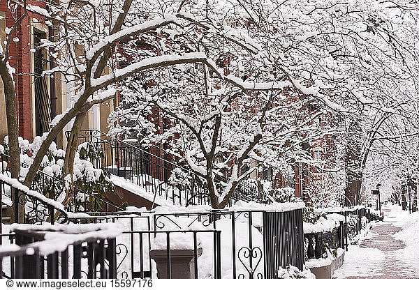 Buildings along a snow covered street  Commonwealth Avenue  Boston  Massachusetts  USA