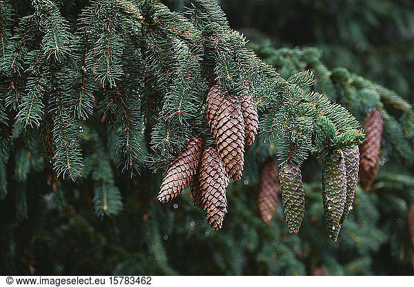 Bulgaria  Close-up of pine cones in Autumn