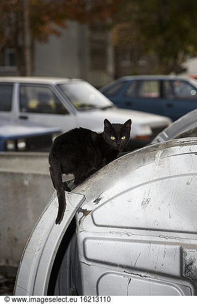 Bulgarien  Schwarze Katze auf Auto