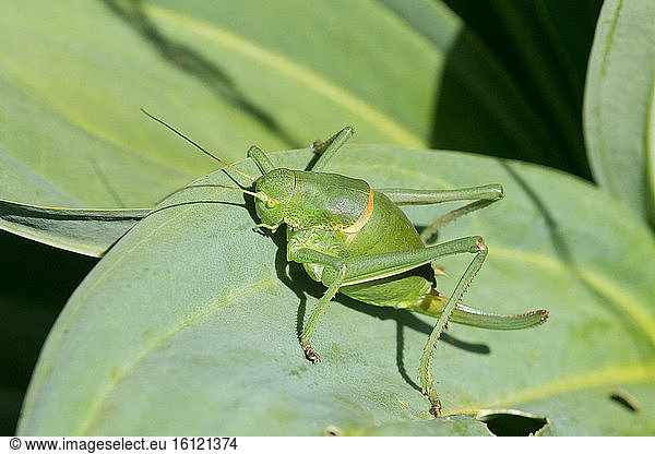 Bull Bush-cricket (Polysarcus denticauda) on leaf  Rothenbachkopf  Vosges  France