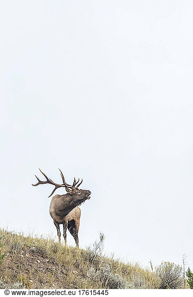 Bull elk (Cervus canadensis) standing on a hilltop bugling  calling to announce his presence with a series of grunts  popping sounds  whistling  and deep moans; Yellowstone National Park  United States of America