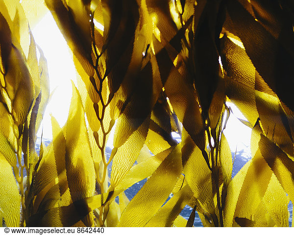 Bull kelp in the water in an enclosure at Monterey Bay Aquarium. View looking up towards the water surface.