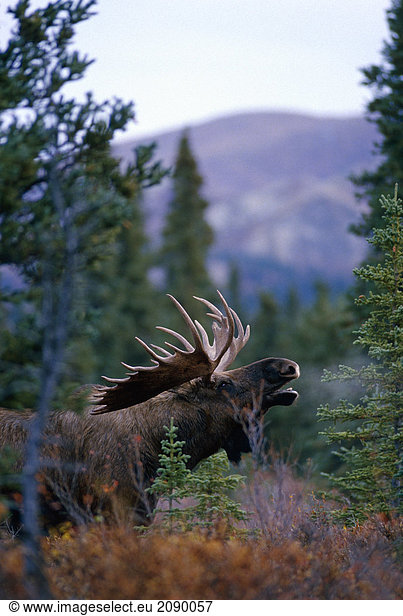 Bull Moose Calling Denali Nationalpark AK