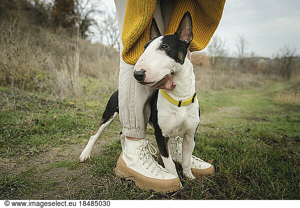 Bull Terrier dog amidst legs of woman