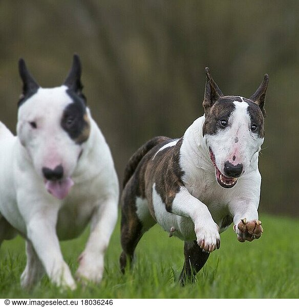 Bull Terrier  Rassehunde  Terrier  Haushunde  Haustiere  Heimtiere  Säugetiere  Tiere  Two bull terriers running in garden