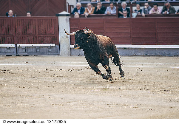 Bullfighting  bull in arena