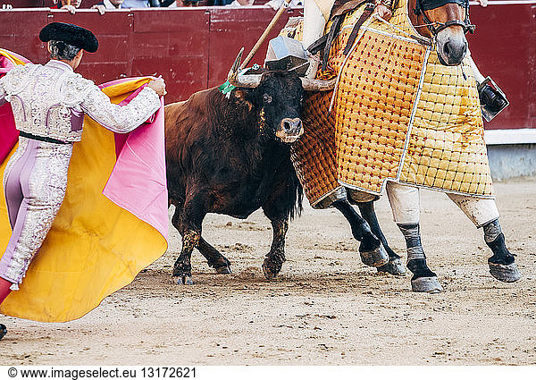 Bullfighting  bull in bullring fighting with horse