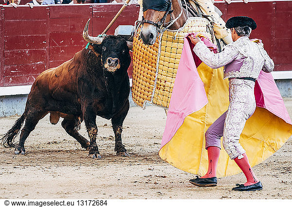 Bullfighting  bull in bullring fighting with horse