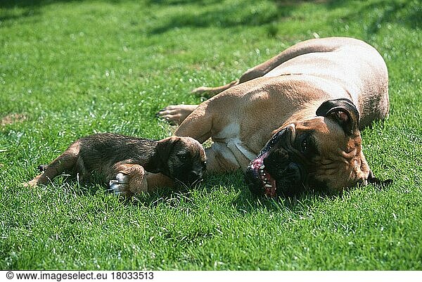 Bullmastiff and Border Terrier puppy  Bullmastiff und Border Terrier-Welpe (Saeugetiere) (mammals) (animals) (Haushund) (domestic dog) (Haustier) (Heimtier) (pet) (außen) (outdoor) (Gegenlicht) (back light) (Wiese) (meadow) (liegen) (lying) (Vertrauen) (trust) (confidence) (adult) (Jungtier) (young) (Mutter & Kind) (mother & baby) (zwei) (two)