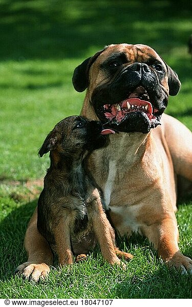 Bullmastiff and Border Terrier puppy  Bullmastiff und Border Terrier-Welpe (Saeugetiere) (mammals) (animals) (Haushund) (domestic dog) (Haustier) (Heimtier) (pet) (außen) (outdoor) (frontal) (head-on) (von vorne) (Wiese) (meadow) (Gegenlicht) (back light) (lecken) (licking) (liegen) (lying) (sitzen) (sitting) (adult) (Vertrauen) (trust) (confidence) (Zuneigung) (affection) (Humor) (humour) (Mutter & Kind) (mother & baby) (Jungtier) (young) (zwei) (two)