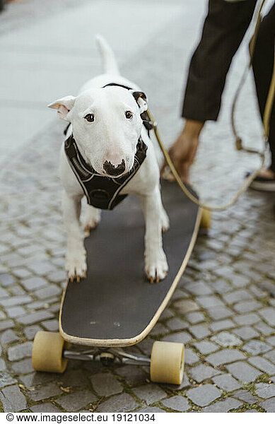 Bullterrier-Hund beim Skateboarden auf dem Gehweg
