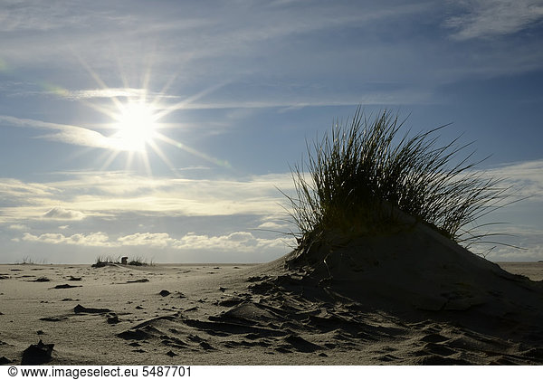 Bulte des Gewöhnlichen Strandhafers (Ammophila arenaria) auf dem Kniepsand  Sandbank  Nordseeinsel Amrum  Kreis Nordfriesland  Schleswig-Holstein  Deutschland  Europa