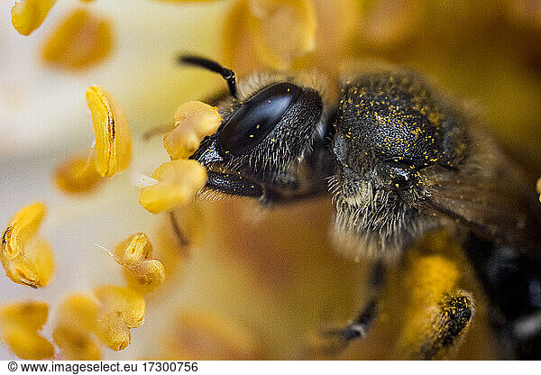 Bumble Bee Macro Photography Close up in pollen